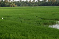 Paddy Fields